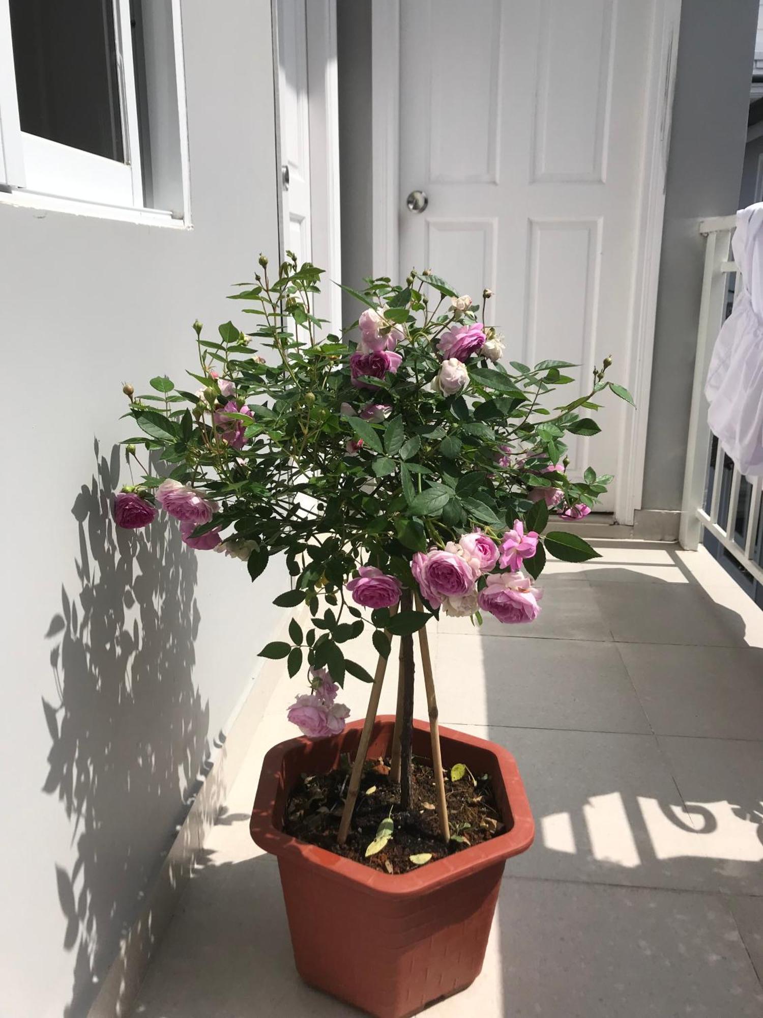 Phuong Hong Guesthouse ダラット エクステリア 写真