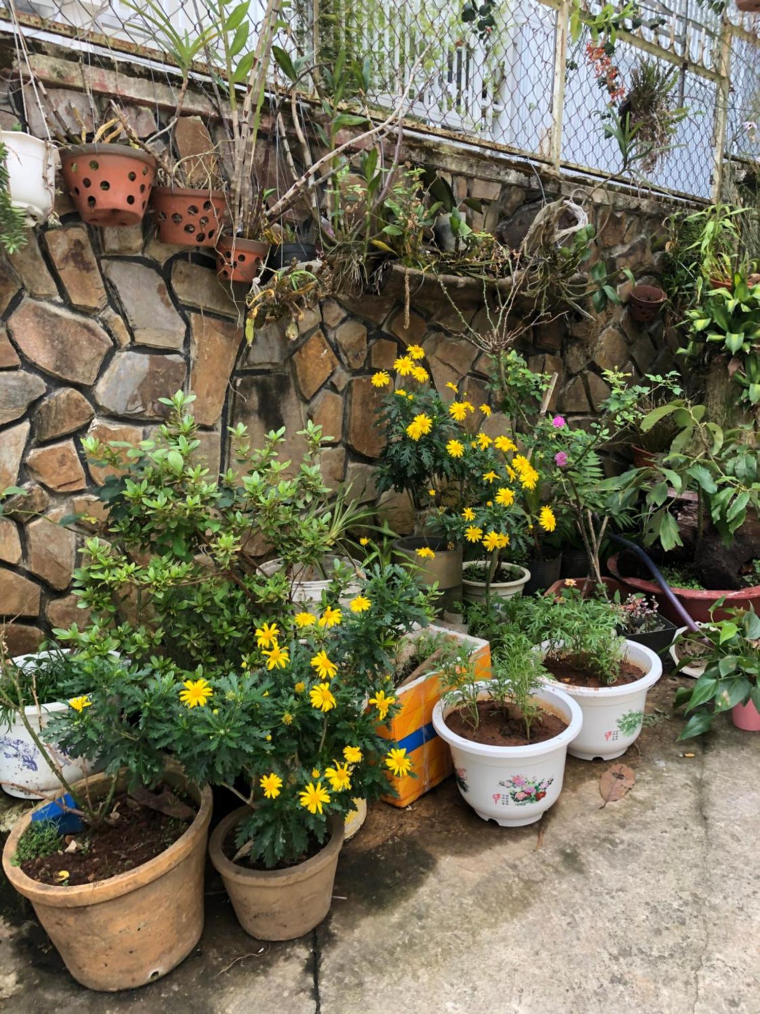 Phuong Hong Guesthouse ダラット エクステリア 写真
